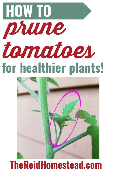 How And Why You Should Prune Tomato Plants Trimming Tomato Plants