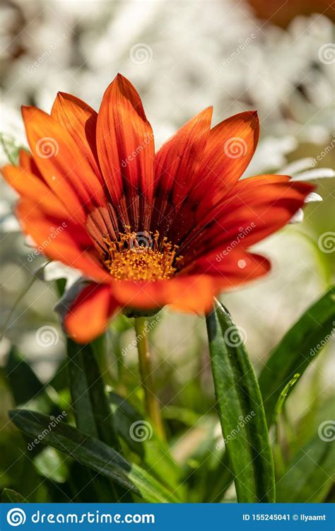 Closeup Of A Blooming Flower With Bright Red Petals Red Orange Flower
