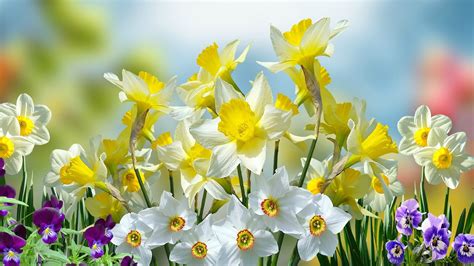 826550 Daffodils Pansies Yellow Mocah Hd Wallpapers
