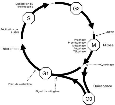 Vue Générale Du Cycle Cellulaire Download Scientific Diagram