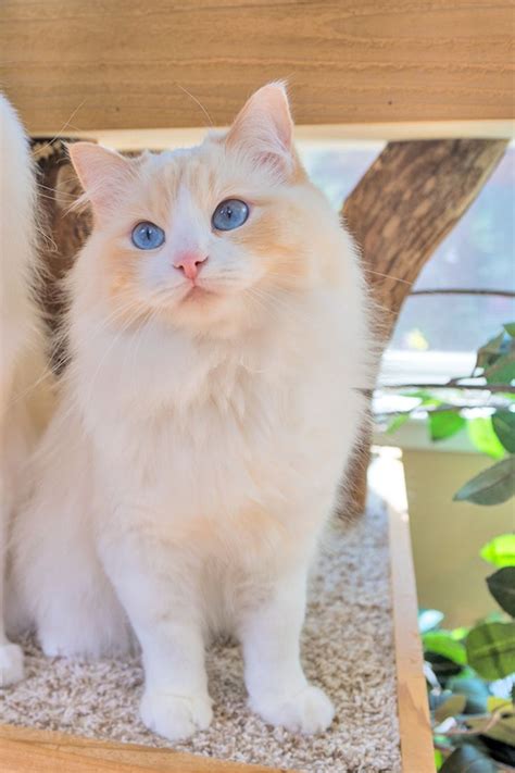 Things To Know Before Getting A Ragdoll Cat Ragdoll Cat Kittens
