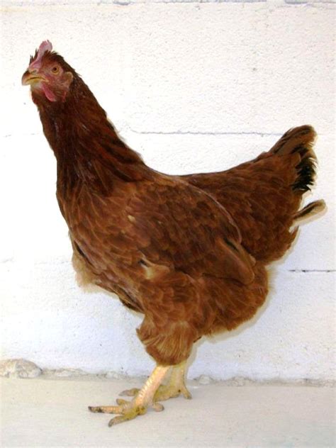 Red Sex Link Chickens For Sale