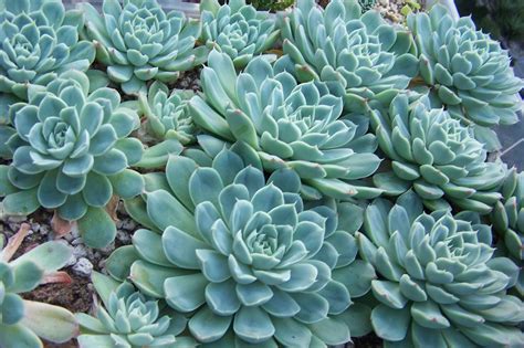 Oregon Cactus Blog Echeveria Elegans And Echeveria Elegans Crest