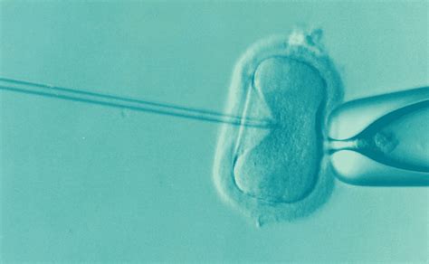 Japón Creará Embriones Híbridos Entre Humanos Y Animales
