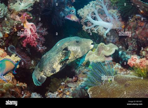 Map Puffer Arothron Mappa On Reef With Soft Corals Rinca Indonesia