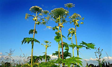 Beware Of Giant Hogweed Dangerous Plant Spotted Across North America