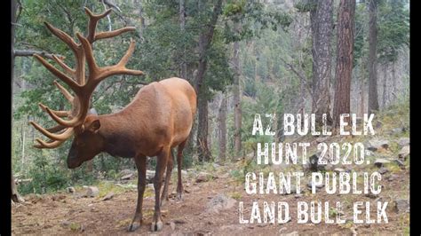 Arizona Bull Elk Hunt 2020 Giant Public Land Arizona Bull Elk Youtube