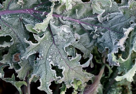 Heirloom Cabbages Leaves Are Beautiful Now Beautifulnow