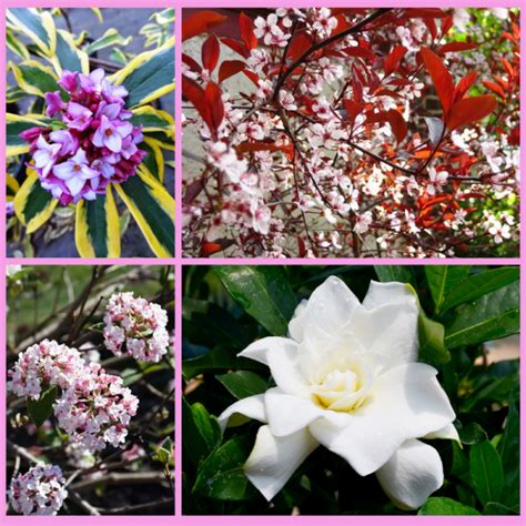 Best Fragrant Shrubs For Mountain Gardens Watters Garden Center