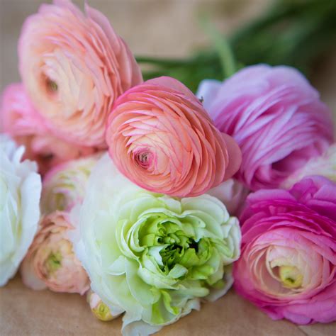 Ranunculus Tecolote Pastel Mix And White Collection 30 Bulbs
