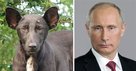 20 Funny Photos Of Dogs That Look Like Celebrities