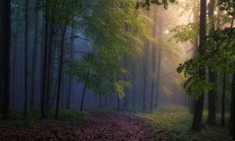 1014535 Sunlight Trees Landscape Forest Nature Reflection Grass