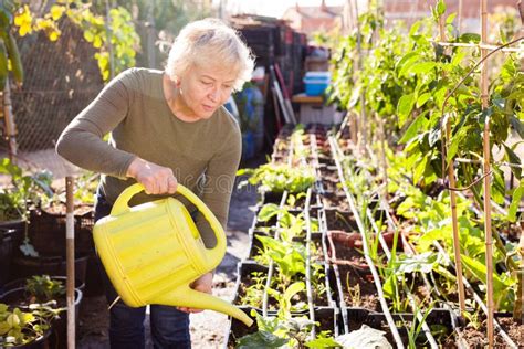 Senior Woman Watering Plants Stock Photo Image Of Horticulture