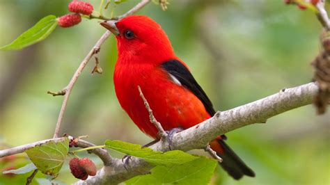 Red Black Little Bird Is Perching On Plums Tree Branch Hd Birds