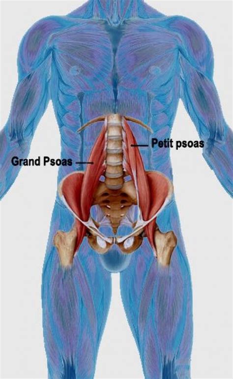 psoas psoasrelease etirement psoas anatomie des muscles santé des hommes