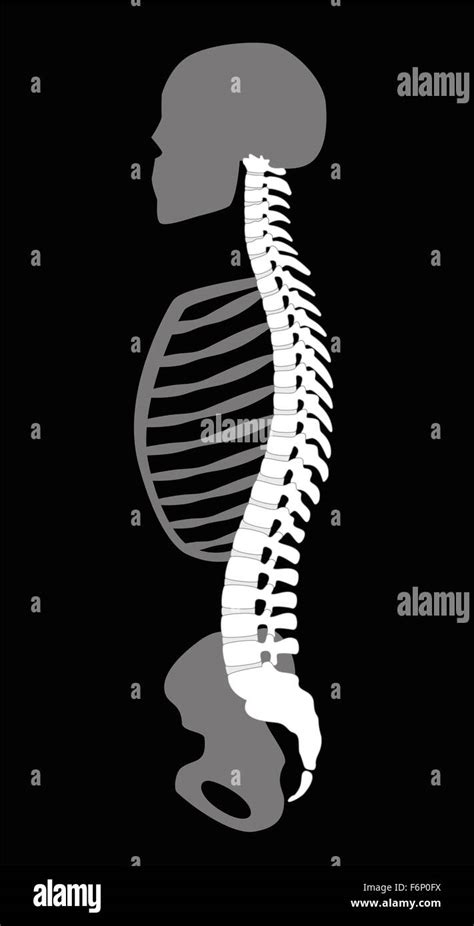 Upper Body Skeleton With Backbone Cranial Bone Ribs And Pelvis Side