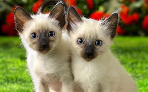 Siamese cats are generally people lovers, and they more likely to show great interest in whatever you're doing. Siamese cat - a dog-like cat | DinoAnimals.com
