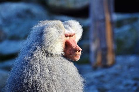 Las Mejores Fotos De Monos