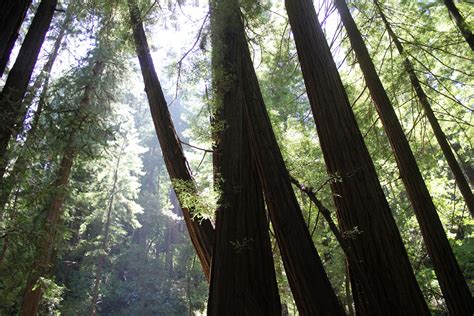 Sunlight Through The Redwood Trees ‹ Muir Woods