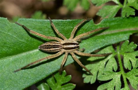Wolf Spiders Love The Color Green Study Shows