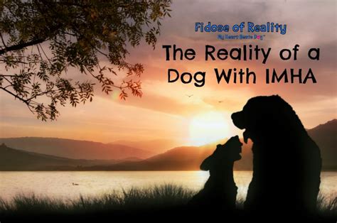 Cheaper foods cost less because dog food companies use cheaper, lower quality ingredients in most cases. The Reality of a Dog With IMHA | Dr. Patrick Mahaney