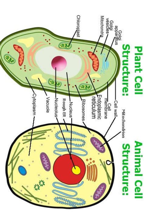 Do plant cells have structure. Plant Cell Structure VS Animal Cell Structure in 2020 ...