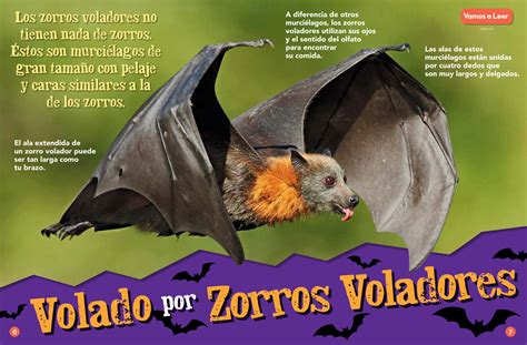 Batty For Flying Foxes Spanish Translation Nwf Ranger Rick
