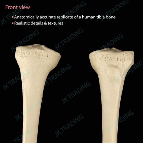Anatomical Human Tibia Bone Model Left And Right Medical Leg Skeleton