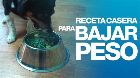 Descubre Los Mejores Alimentos Para Perros Obesos Y Ayuda A Tu Mascota