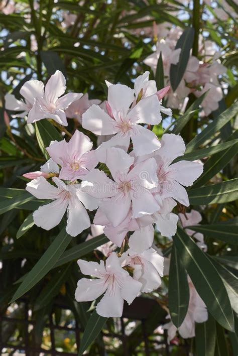 Pink And White Inflorescence Of Nerium Oleander Stock Image Image Of