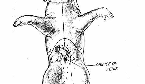 Fetal Pig Dissection - 6 days of dissection with worksheets | My