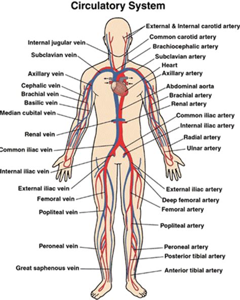 Coronary arteries supply blood to the heart muscle. Beginning Assessment