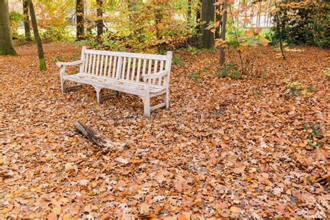 Bench With Fallen Leaves Stock Photo Image Of Park Woods 62156478