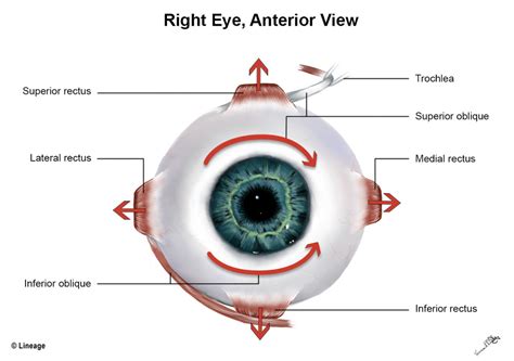 Eye Movement Diagram Quizlet