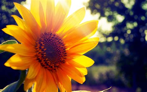 Sunflower Sunset Wallpapers Wallpaper Cave