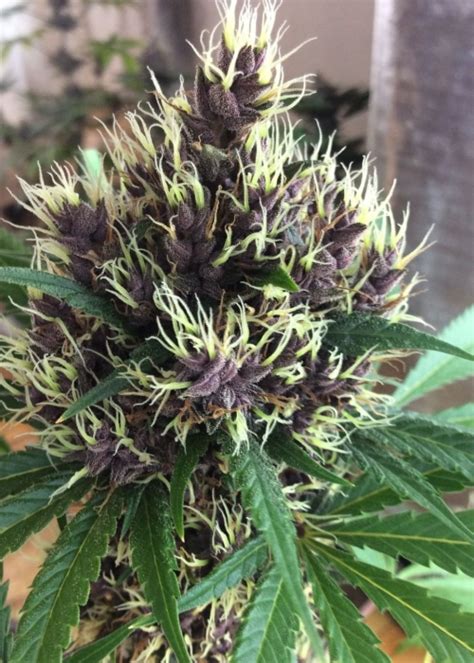 Purple Kush Strain Info Purple Kush Weed By Buddha Seeds Growdiaries