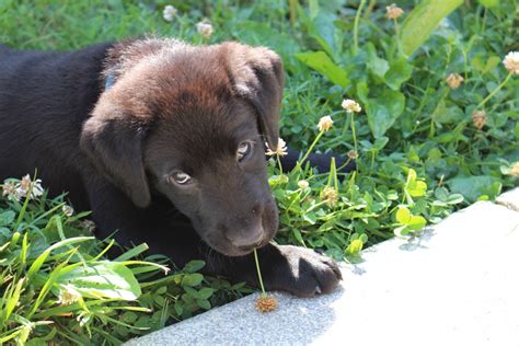 Free Images Grass Puppy Cute Pet Playing Black Playful Little