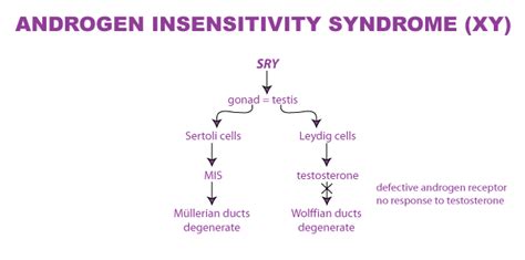 30 Showing Androgen Insensitivity Syndrome Xy In Man Download Scientific Diagram