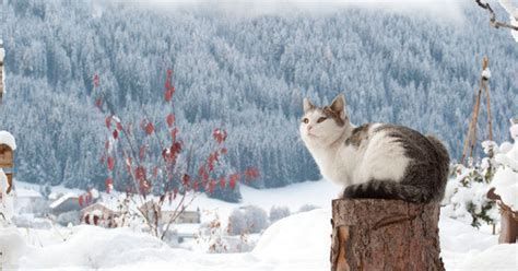 冬の猫は、雪のなかで生き生きと遊ぶ 画像集 ハフポスト News
