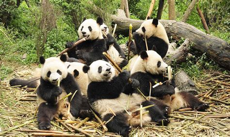 Panda Holidays And Tours A Pilgrimage To Meet Chinas