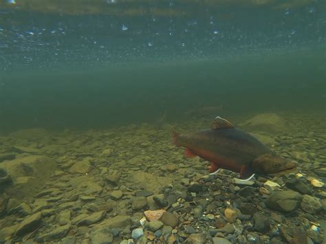 State Considering Options To Protect Moosehead Lake Brook Trout