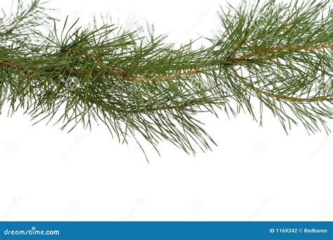 Christmas Branch Stock Photo Image Of House Sanity Ornament 1169342