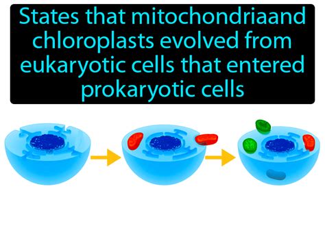 Endosymbiotic Theory Definition And Image Gamesmartz