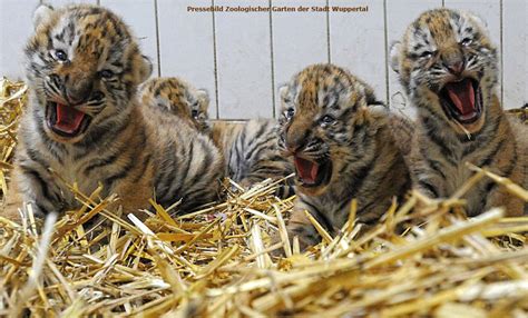 Zoo Tigernachwuchs Der Sibirischen Tigerin Mymoza
