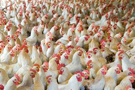 Poultry Exports To Chile To Take Off The Portugal News