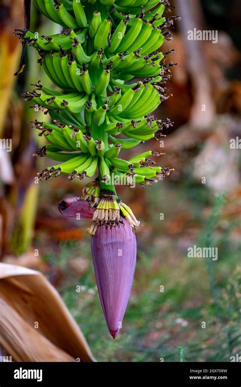 Banana Trees Plantations With Clusters Of Green Bananas Tropical Fruits