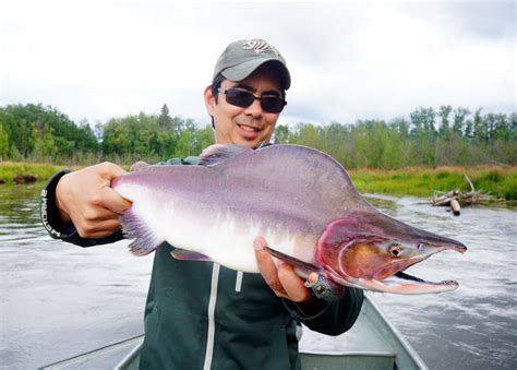 How To Catch Pink Salmon