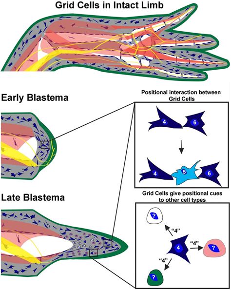 The Axolotl Limb Blastema Cellular And Molecular Mechanisms Driving