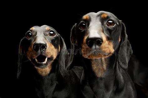 Portrait Of Two Adorable Dachshunds Stock Photo Image Of Short