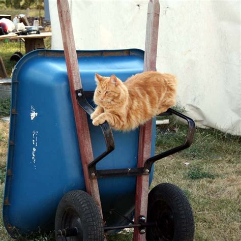The Maaaaa Of Pricilla Farm Cat Friday Sherpa Rules The Wheelbarrow